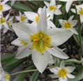 Tulipan
